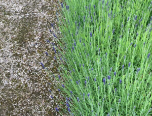 website blog lavender