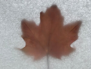 website blog maple leaf