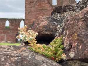 website blog stonecrop